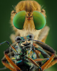 close up of a dragonfly