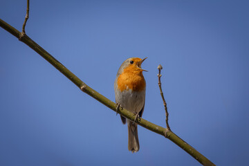 A male European robin sits on a thin branch and sings its song toward the camera lens with blue sky background on a sunny spring day. 