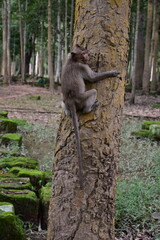 Monkey on a tree