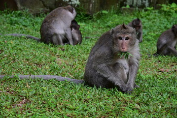 Fototapeta premium Cute monkey