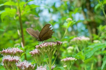 A butterfly on a wildflower.