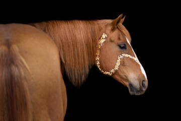 Fototapeta premium golden horse
