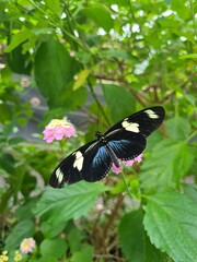 Czarno-niebieski motyl z żółtymi wzorami siedzący na różowym kwiecie wśród zielonych liści, natura, makrofotografia.