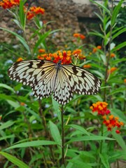 Duży biało-czarny motyl siedzący na pomarańczowo-czerwonych kwiatach wśród zielonych liści, natura, makrofotografia.