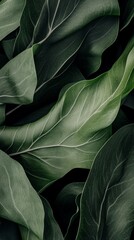 Fresh Dark Green Leafy Vegetables Food Photo