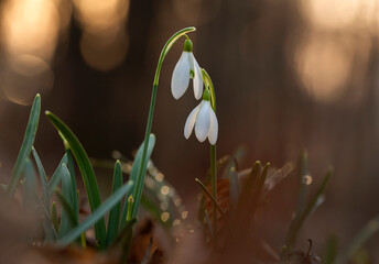 Wiosenne kwiaty Przebiśniegów w lesie. Wiosna 2025 © mycatherina