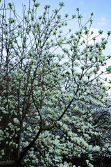 Magnolia tree in full bloom with numerous white flowers covering its branches, set against a blue sky.
