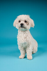 small white dog in photostudio