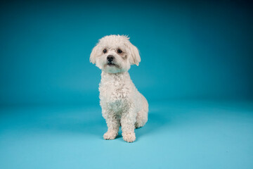 small white dog in photostudio