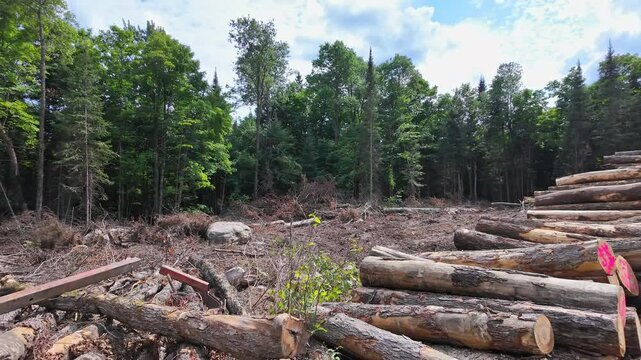 Logs of pine and spruce trees, trunks pile. Sawn trees from the wild forest. Logging timber wood industry. Lumberjack mill with cut trees. Rows of piled tree logs at the local rural lumber yard.