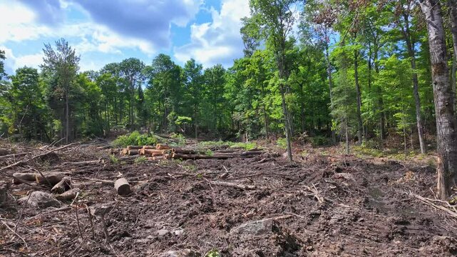 Logs of pine and spruce trees, trunks pile. Sawn trees from the wild forest. Logging timber wood industry. Lumberjack mill with cut trees. Rows of piled tree logs at the local rural lumber yard.