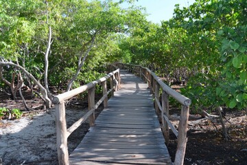 Obraz premium Wooden pathway through lush, green vegetation to the horizon