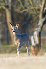 Capreolus capreolus european roe deer female on a field. Close-up portrait. Eye to eye contact.