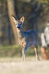 Capreolus capreolus european roe deer female on a field. Close-up portrait. Eye to eye contact. Open mouth with visible tongue. Funny animal photo.