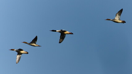 Flock of birds flying in the sky. Mergus merganser aka Common merganser. Waterfowl from Czech...