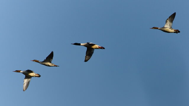 Flock of birds flying in the sky. Mergus merganser aka Common merganser. Waterfowl from Czech republic.