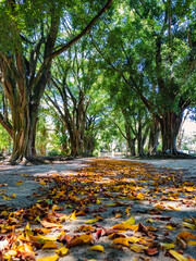 path with yellow tree leaves fallen on the ground between trees with a white gate in the background