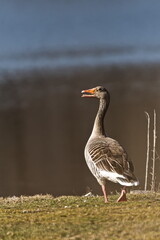 Greylag Goose aka Anser Anser near to pond. Springtime in Czech republic. Open beak with tongue.