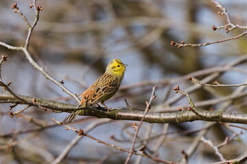Emberiza citrinella aka yellowhammer perched on the tree. Yellow bird from Czech republic.