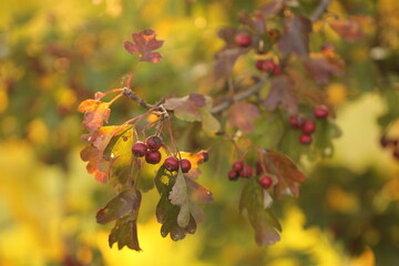 nel bosco in autunno