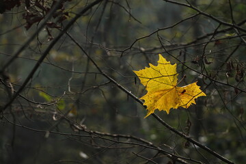 foglie in autunno