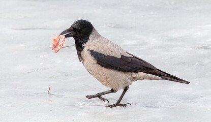 black winged blackbird