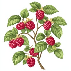 Simple cartoon illustration of raspberry branches with leaves and fruit
