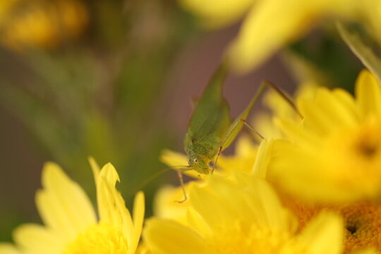 una cavalletta su un fiore giallo