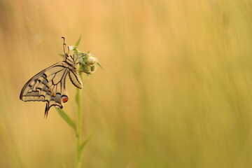 una farfalla macaone su un fiore in estate