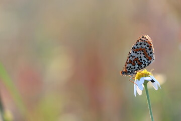 una farfalla melitaea al tramonto