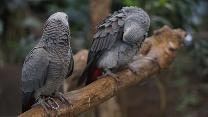 Portrait of a gray parrot or Psittacus erithacus perched on a tree branch