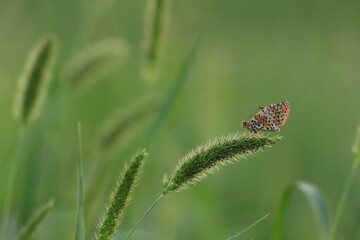 una farfalla melitaea al tramonto