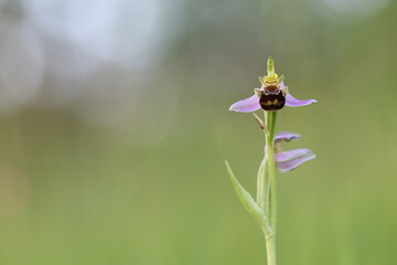 un'orchidea selvatica in primavera