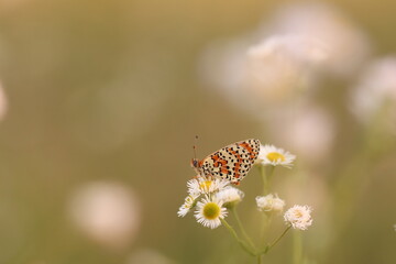 una farfalla melitaea al tramonto