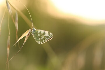 una farfalla pontia edusa al tramonto