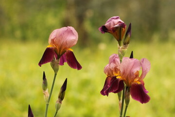 fiori di iris in un giardino