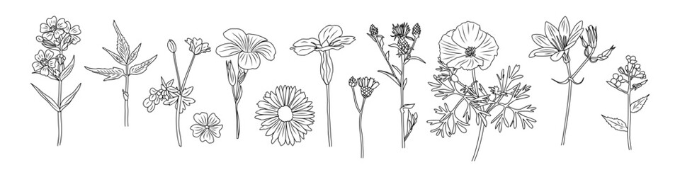Obraz premium Set of tiny wild flowers and plants line art vector botanical illustrations. Trendy greenery hand drawn black ink sketches collection. Modern design for logo, tattoo, wall art, branding and packaging.