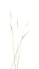 Dry Grass White Background Cutout