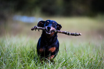 Obraz premium Dog with Stick