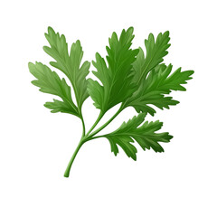 fresh green parsley leaf isolated on transparent background