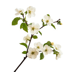 Fototapeta premium White Blossoms Spring Branch Nature Beauty Flowers