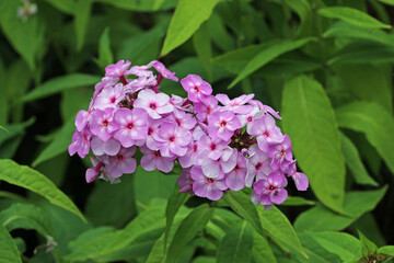 Pink phlox flower spike in close up