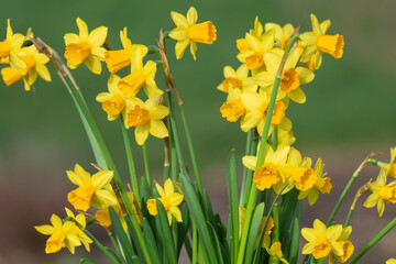 Obraz premium Close up of daffodils (narcissus) in bloom