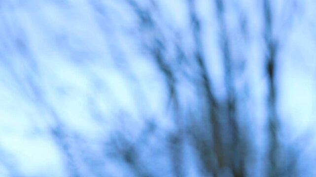 Trees in winter, moved by the wind and out of focus in the Marismas de Santo&ntilde;a, Victoria y Joyel Natural Park. Cantabrian Sea. Santo&ntilde;a, Cantabria, Spain, Europe