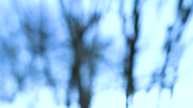 Trees in winter, moved by the wind and out of focus in the Marismas de Santo&ntilde;a, Victoria y Joyel Natural Park. Cantabrian Sea. Santo&ntilde;a, Cantabria, Spain, Europe