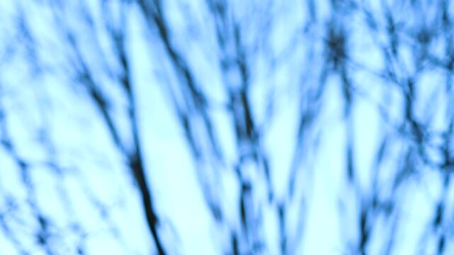 Trees in winter, moved by the wind and out of focus in the Marismas de Santo&ntilde;a, Victoria y Joyel Natural Park. Cantabrian Sea. Santo&ntilde;a, Cantabria, Spain, Europe