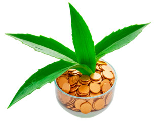 Fresh aloe vera leaf cut open with visible gel texture in pot filled with golden coins isolated on transparent background - generated by ai