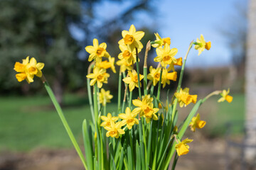 Close up of daffodils (narcissus) in bloom