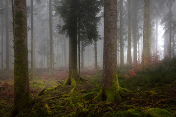Schwarzwald - mystische, märchenhafte Stimmung im Wald bei Nebel