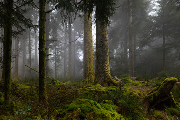 Schwarzwald - mystische, märchenhafte Stimmung im Wald bei Nebel